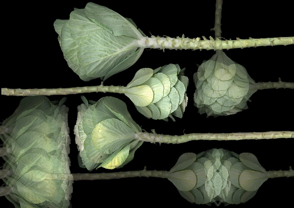 Elizabeth Panzer, Cabbage Op.5, archival pigment print, 2016