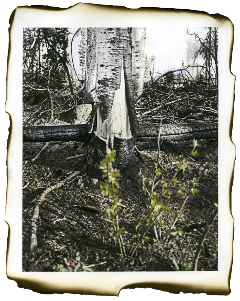 Two Years After the Brian Head Fire (2) - Kristen Bennett, inkjet print