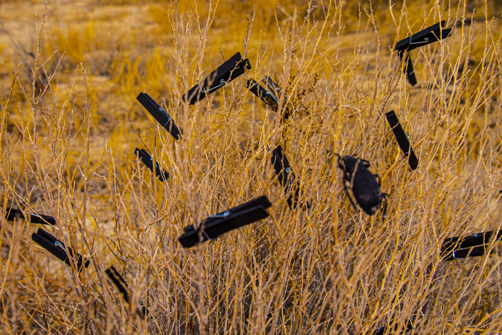 Wings Clipped - Kelly Goff, indigenous bush, mini black clothsline clips, found dead beetle