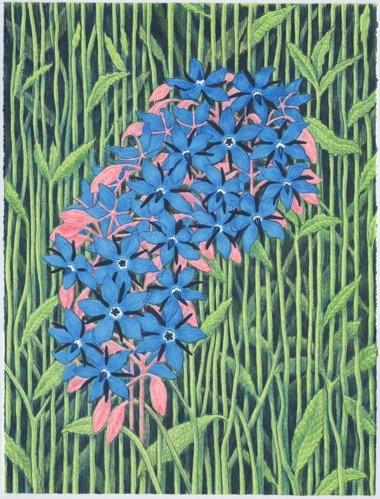 Borage: Blues I, Jennifer Scheuer, lithography, 13x18