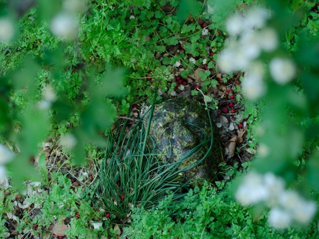 Herbarium Obscura, Nancy Rivera