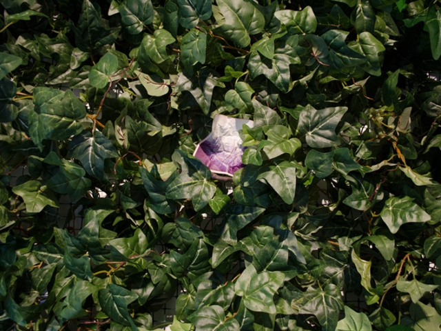 Herbarium Obscura, Nancy Rivera